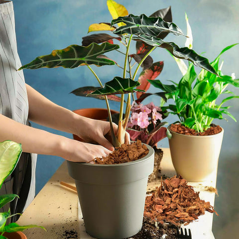 Halatool ambiente de jardinería con coco, demuestra aplicación práctica