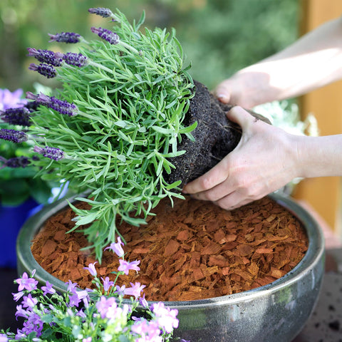 Halatool chips usados como mulch en jardín, conservan humedad y decoran