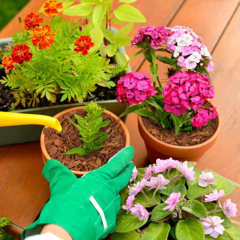 Halatool uso como mulch en jardín, retención de humedad decorativa