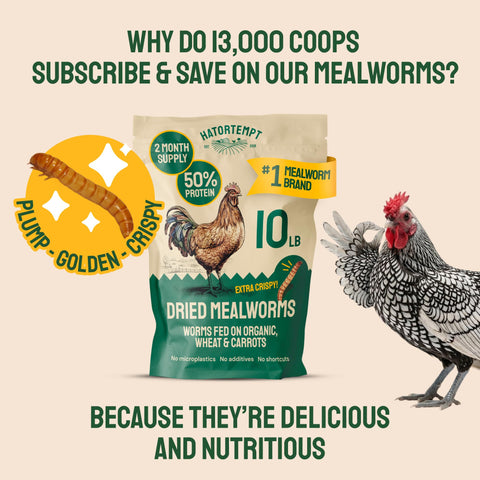 Hatortempt aves silvestres consumiendo mealworms para observación