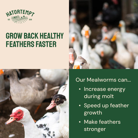 Hatortempt etiqueta nutricional mostrando proteína y porcentaje de grasa