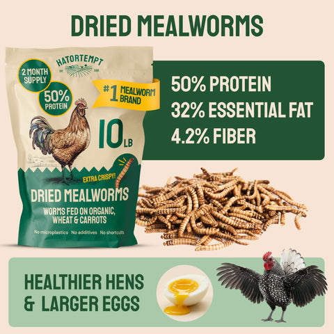 Hatortempt primer plano de mealworms crujientes que atraen a aves