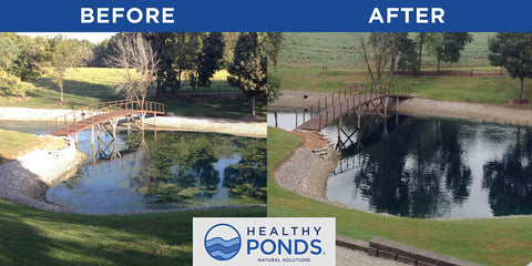 Healthy Ponds en entorno natural mostrando seguridad para vida acuática y plantas