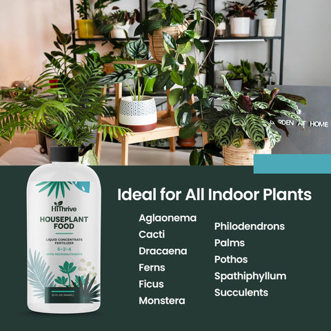 HiThrive pulverizando pothos para estimular crecimiento y vigor