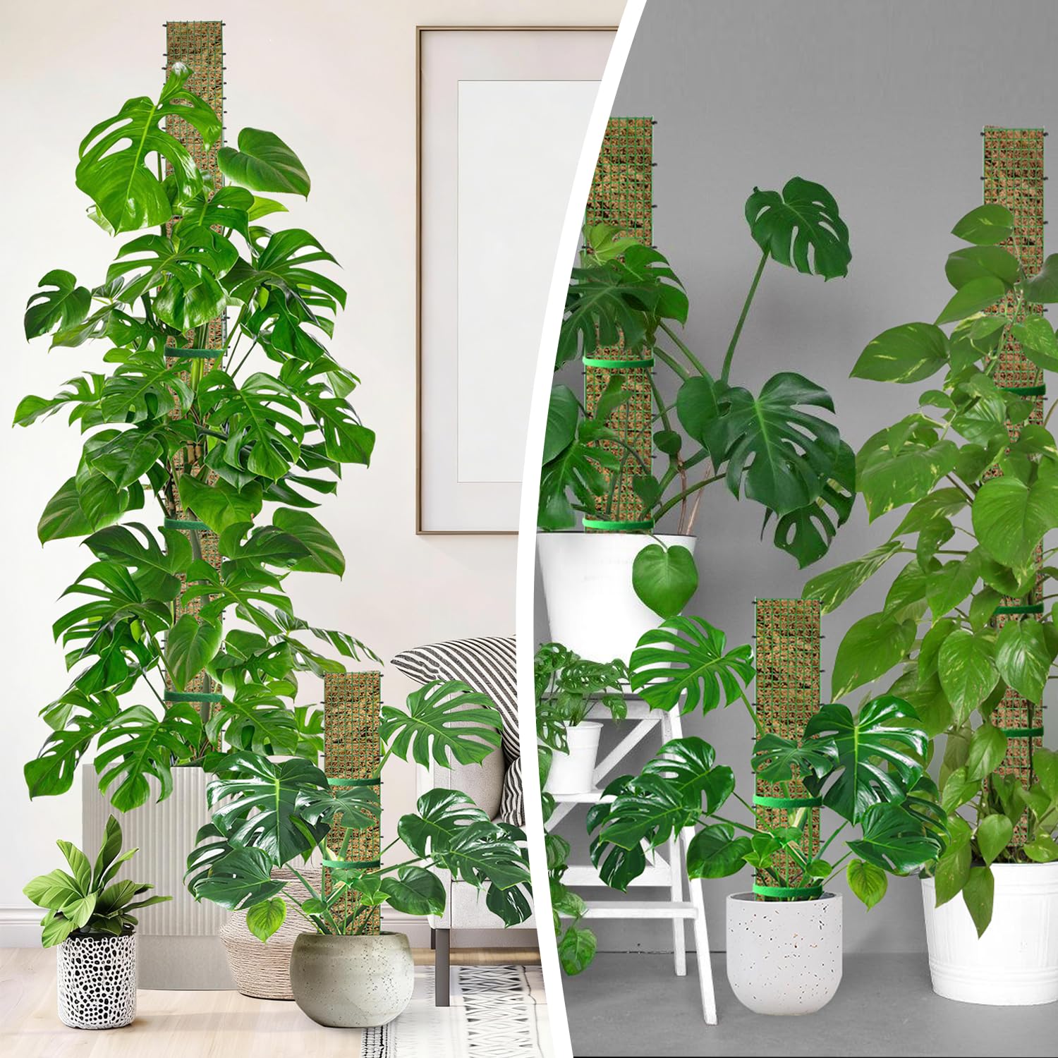 HOLANHING ambiente interior con planta trepadora usando el poste D