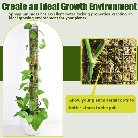 HOLANHING poste instalado en maceta con Monstera para crecimiento vertical