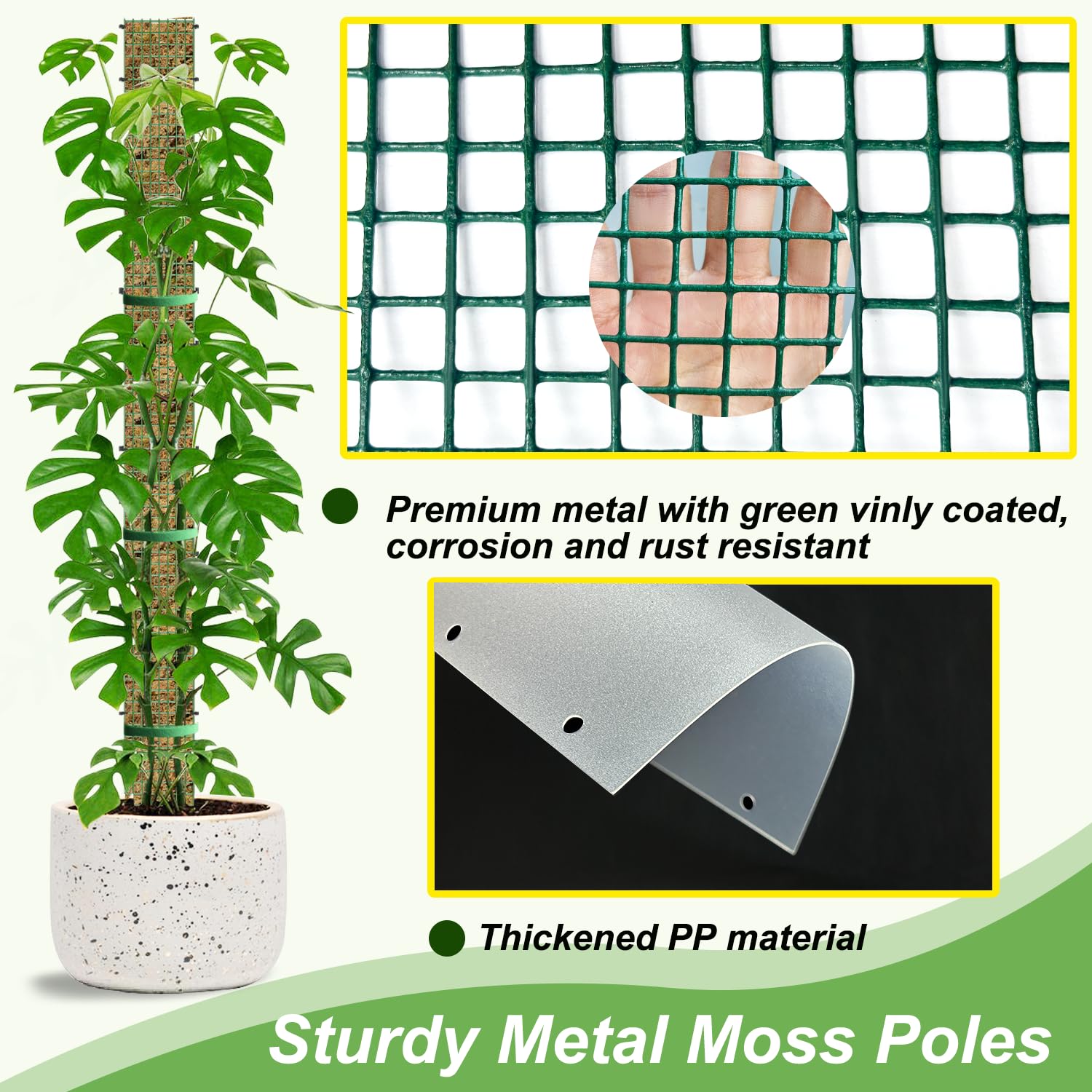 HOLANHING poste con Monstera guiada, mejora crecimiento vertical y hojas más grandes