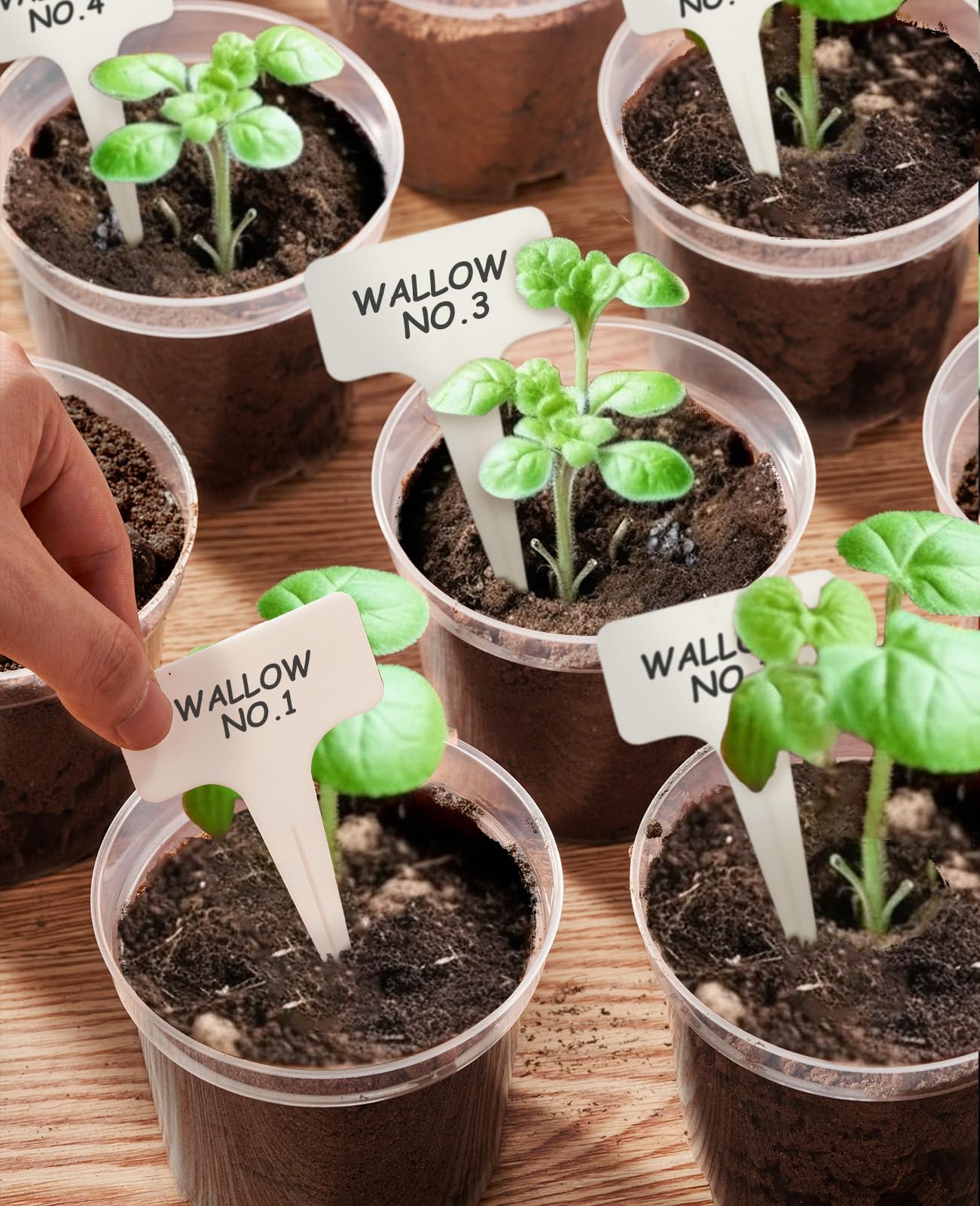homenote detalle de raíces visibles en maceta transparente para control preciso
