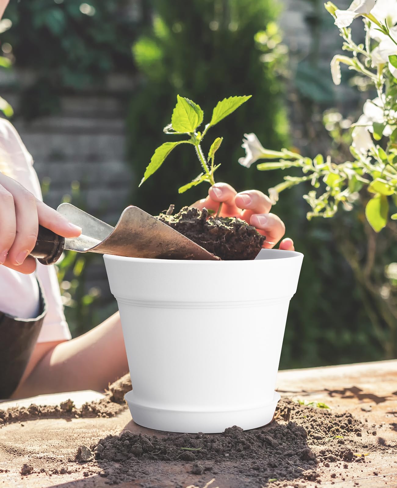 homenote maceta colocada en alféizar beneficiando plantas de interior