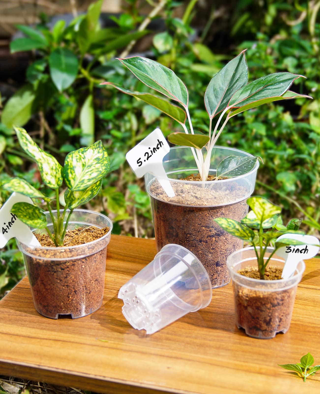 homenote raíces visibles en maceta transparente para diagnóstico temprano