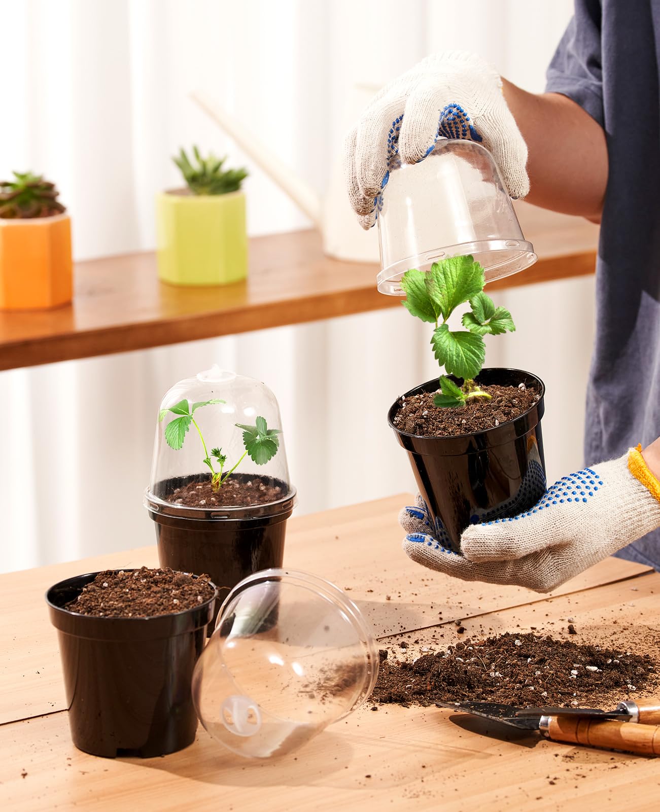 homenote tapas transparentes que mantienen microclima estable