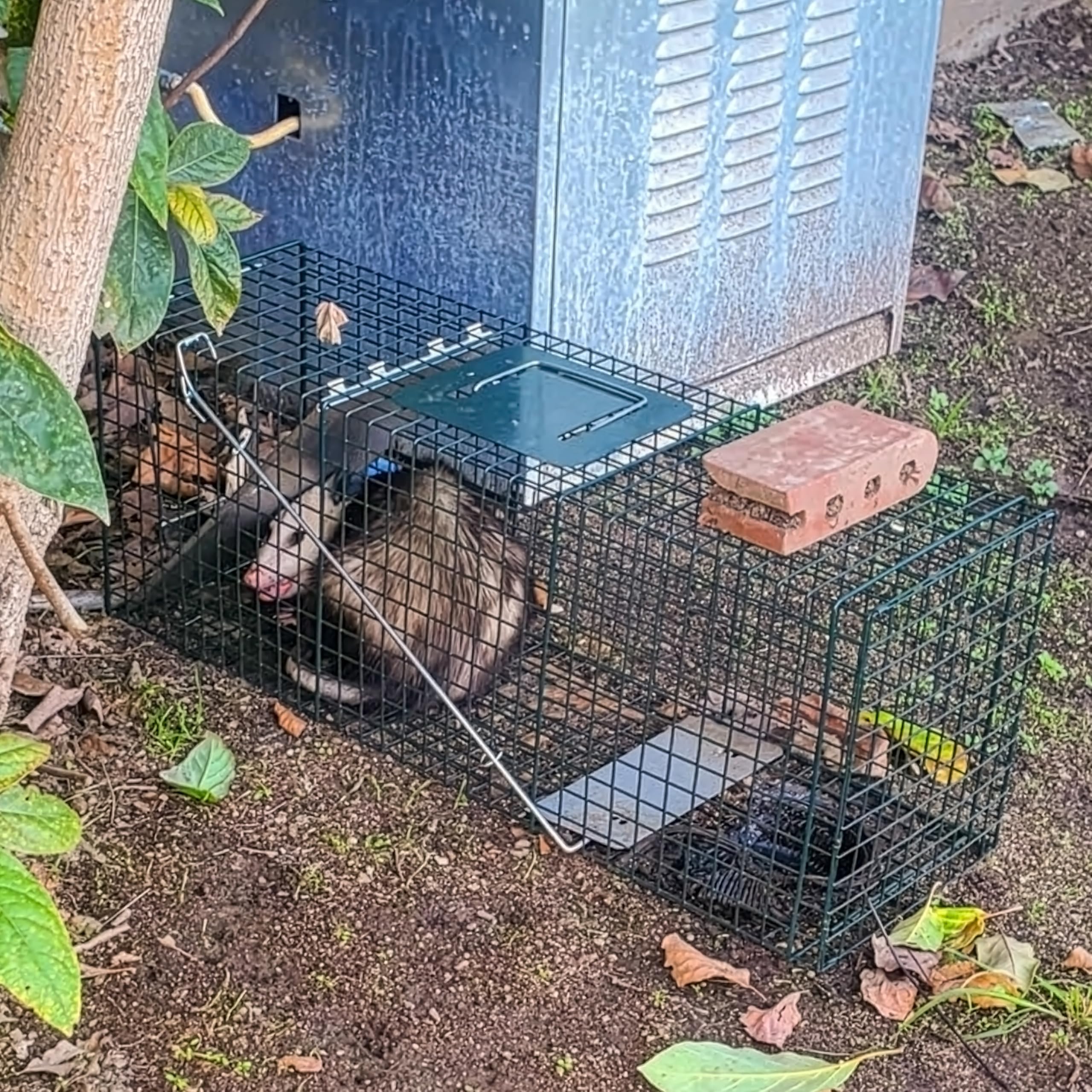 HOMESTEAD comparativa de tamaño para mapaches y gatos ferales, ayuda a elegir