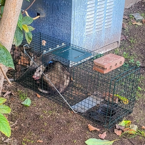 HOMESTEAD comparativa de tamaño para mapaches y gatos ferales, ayuda a elegir