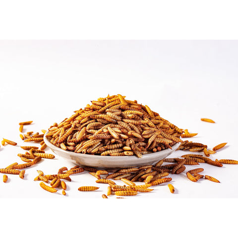 I LOVE WORMS comedero con larvas en gallinero promoviendo consumo y salud de aves