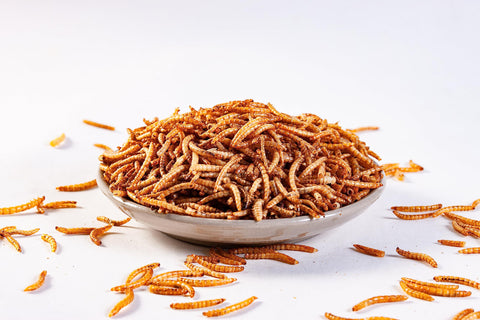 I LOVE WORMS mealworms en comedero atrayendo bluebirds en jardín