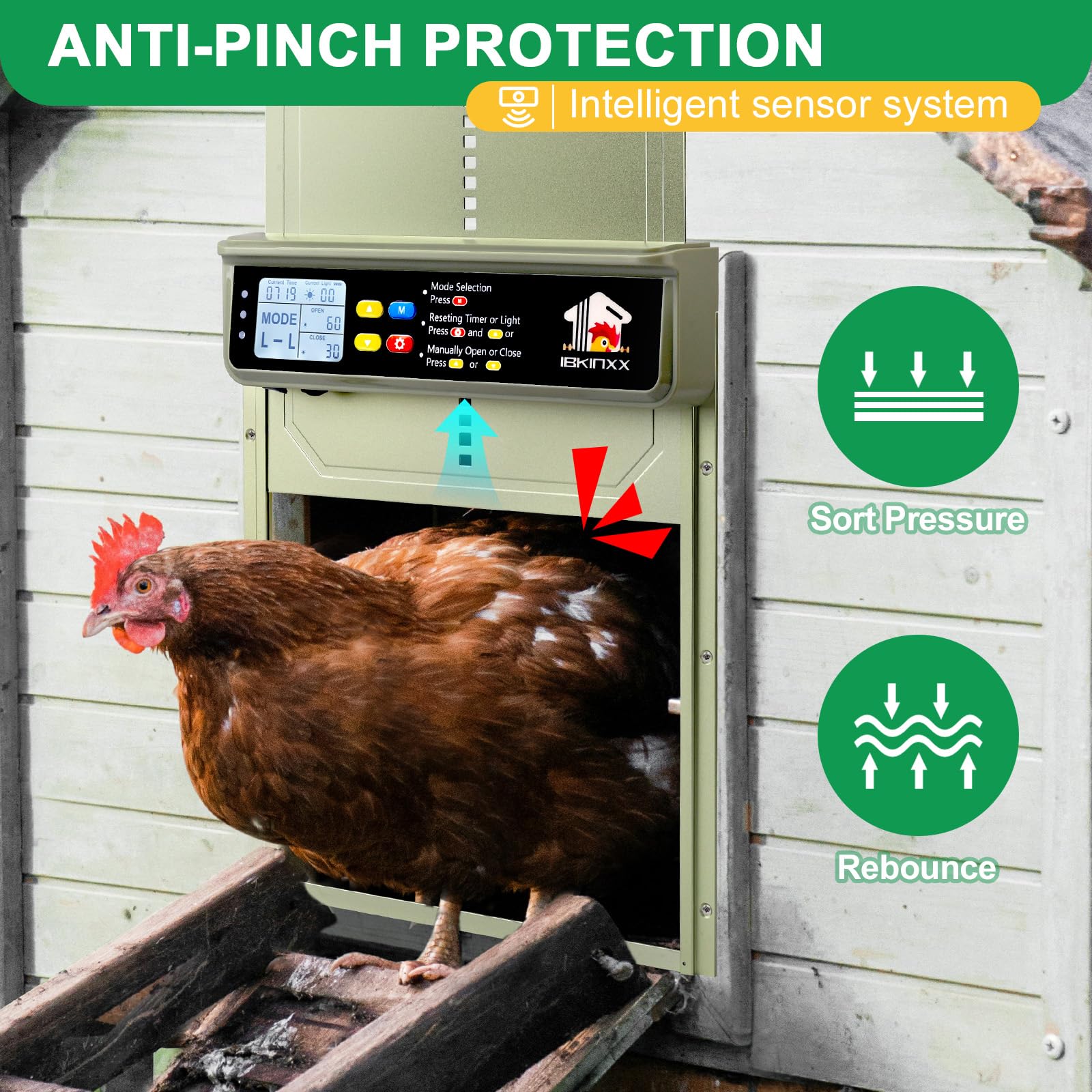 IBKINXX puerta abierta con gallinas entrando demostrando tránsito cómodo
