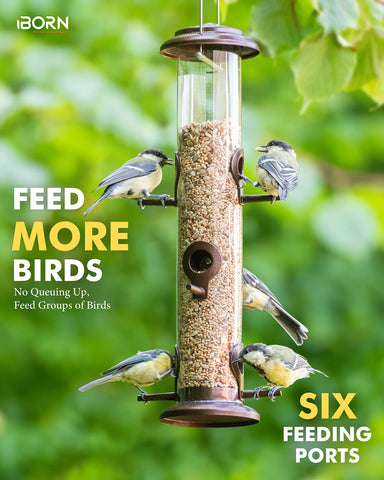 iBorn close-up de puertos y perchas que facilitan alimentación simultánea de aves