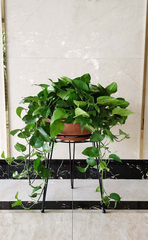 iLTreFlo en ambiente midcentury decor integrado que enfatiza el diseño
