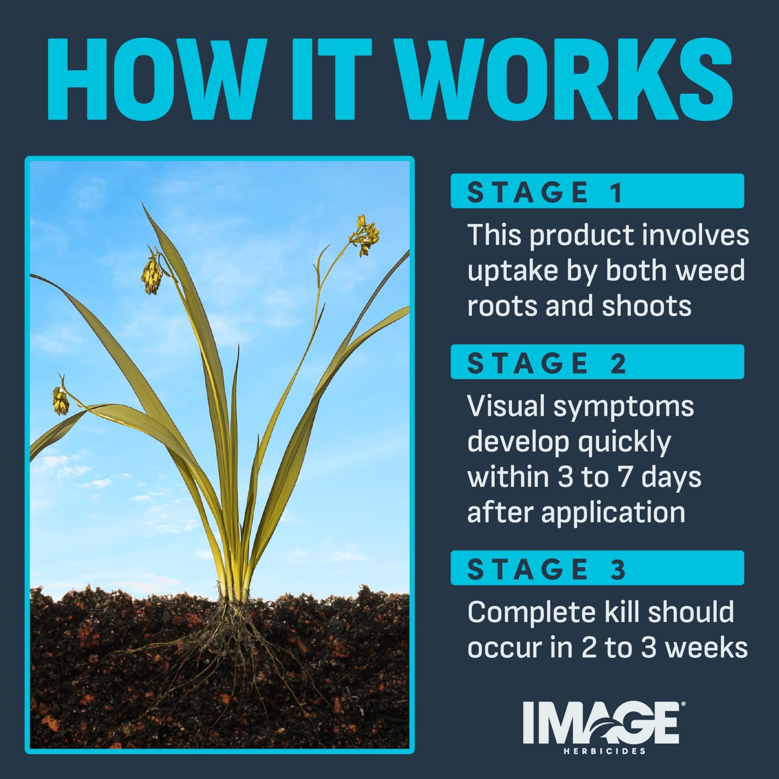 Image Herbicides en jardín con césped compatible mostrando integración segura