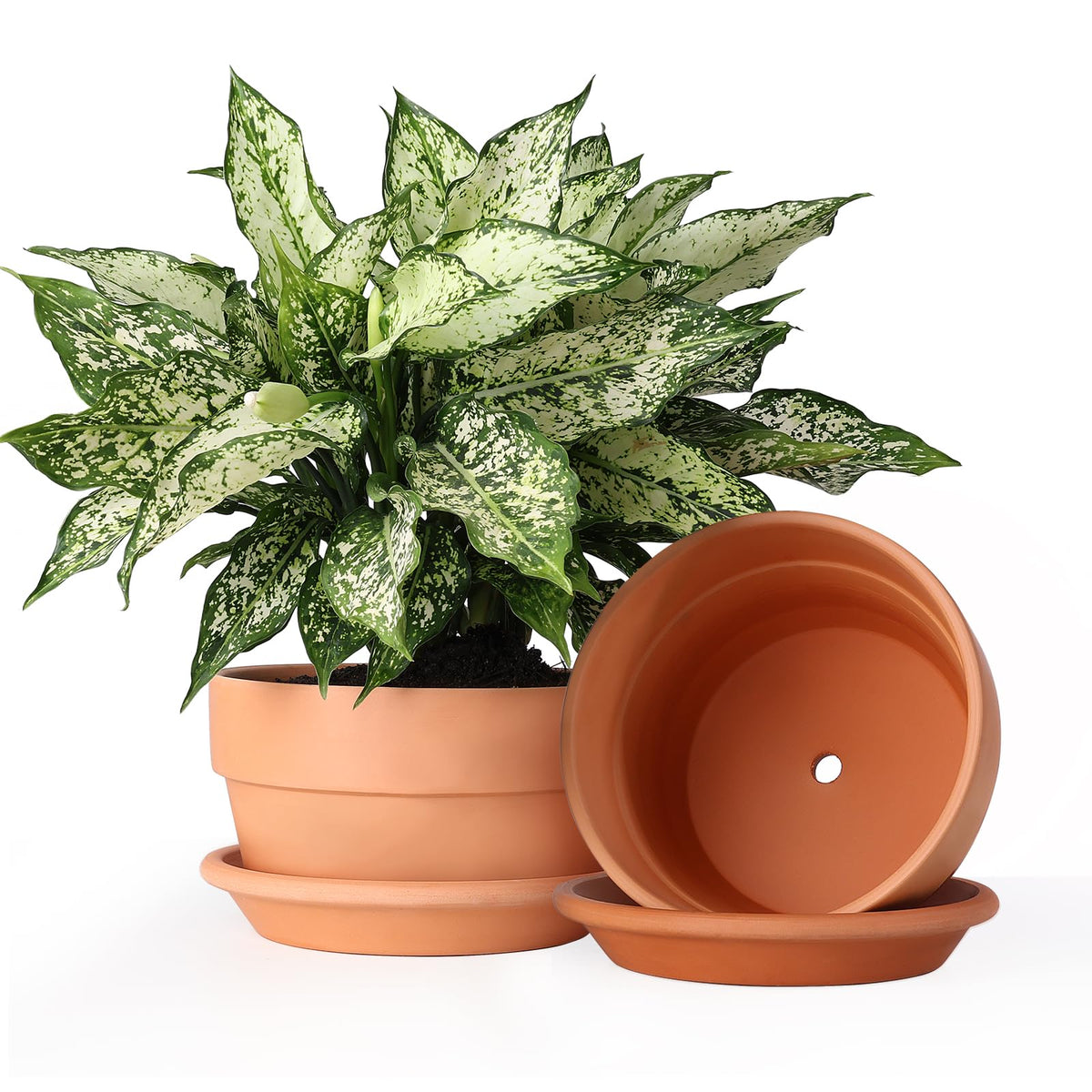 INGOFIN maceta frontal terracota, diseño estético y ventilación natural