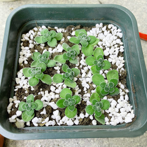JFWOD perlita en invernadero, optimiza cultivo protegido