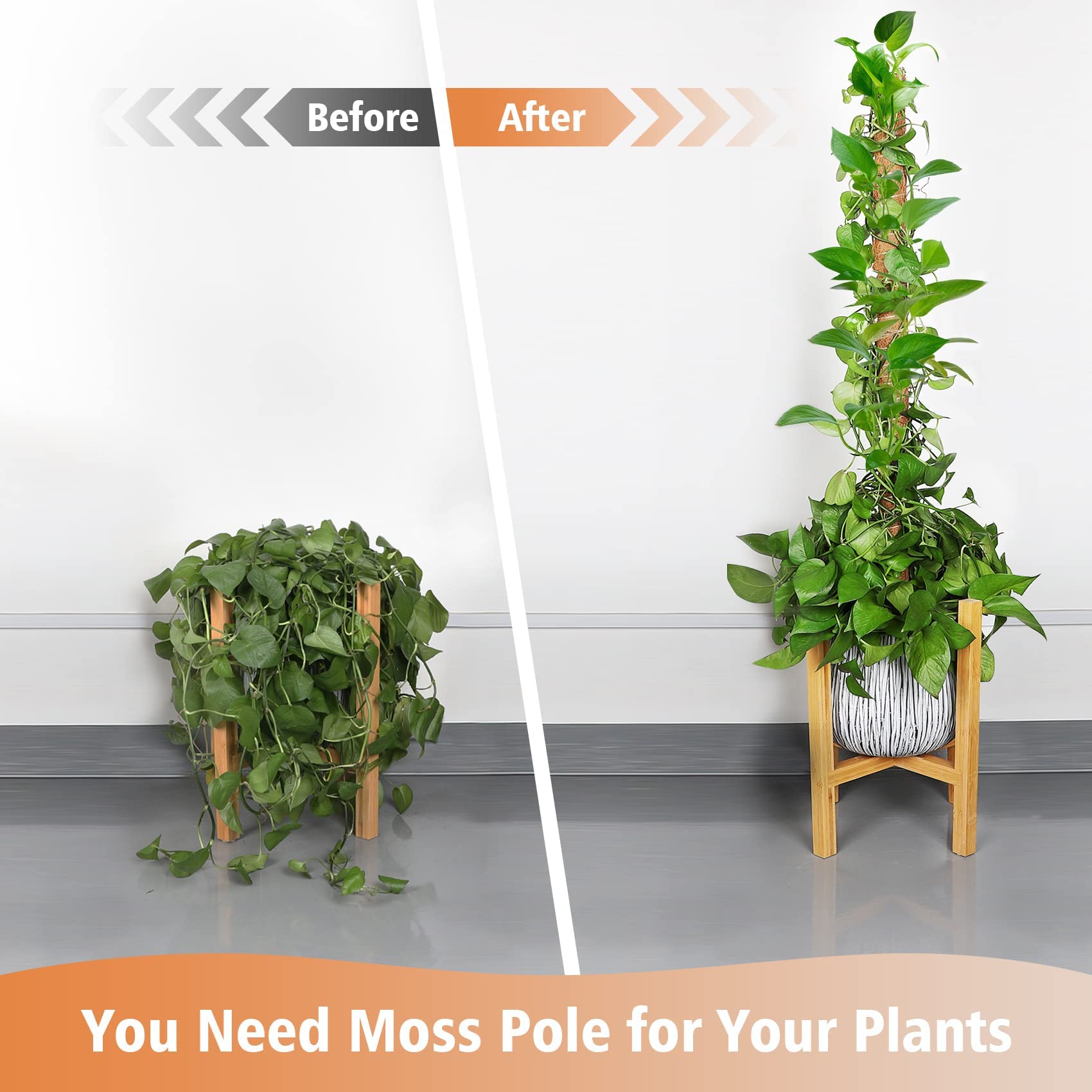 JJGoo soporte en uso con Monstera mostrando crecimiento vertical sano