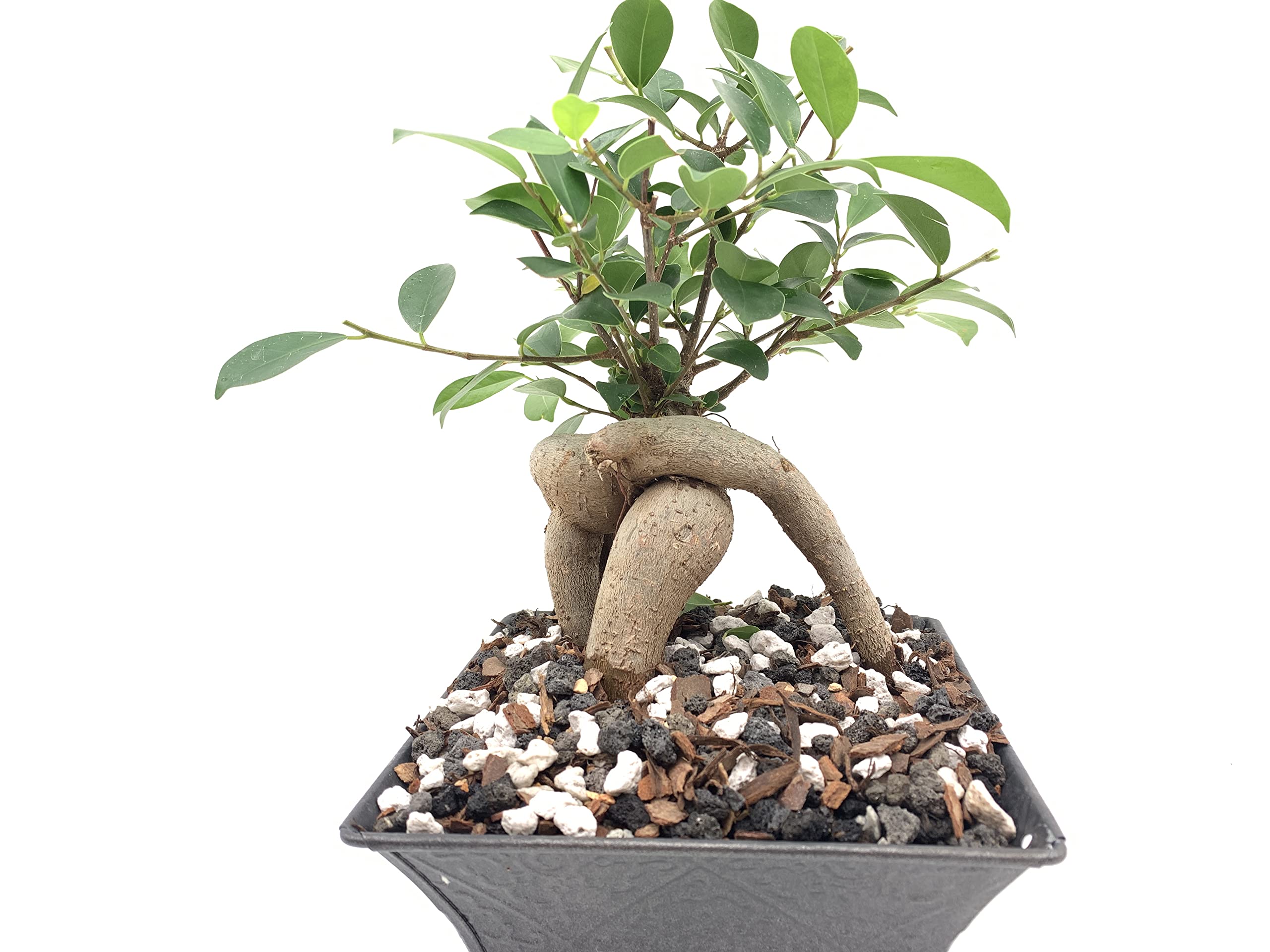 JK Global Imports mezcla de pumice con sustrato para cactus saludable