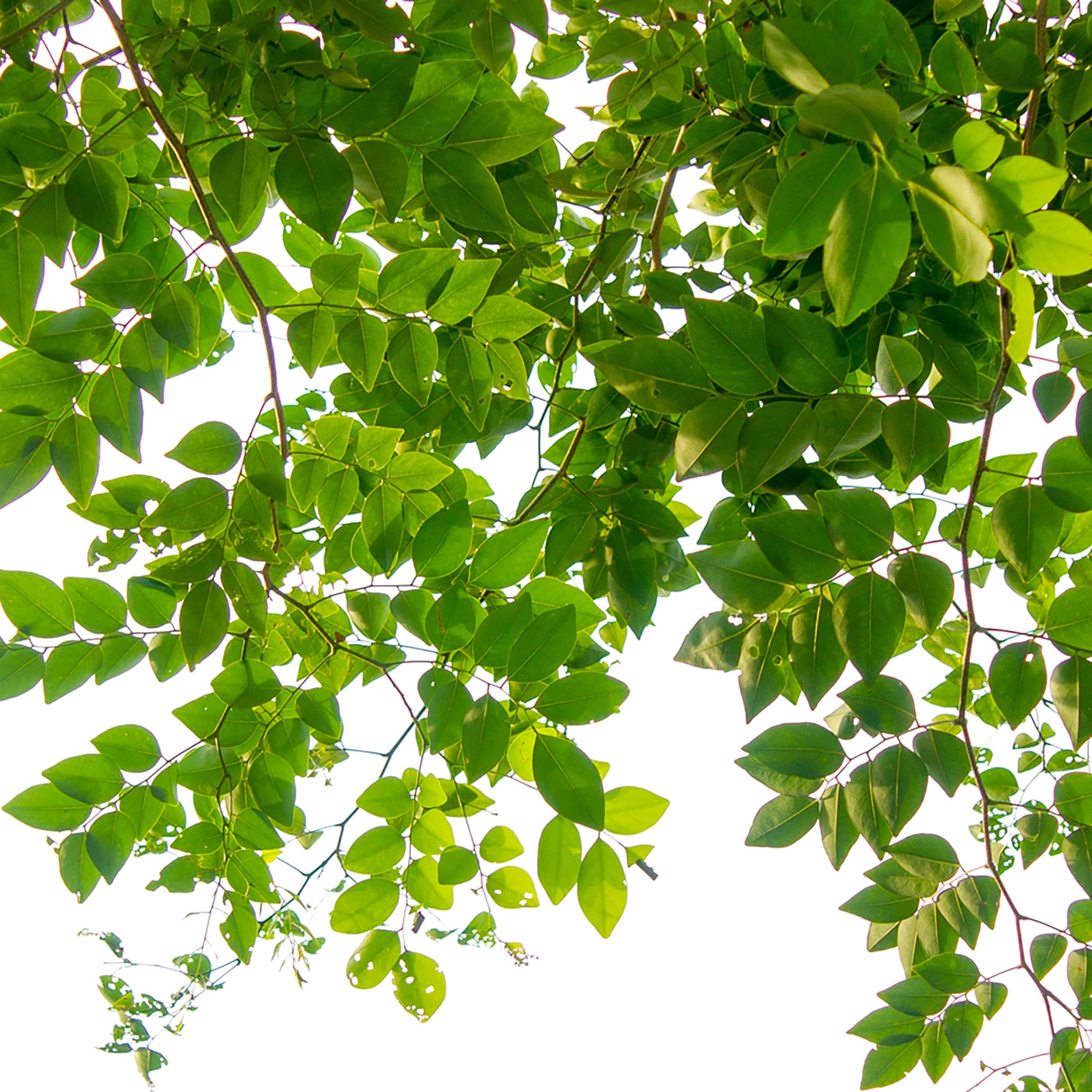 Jobe's árbol robusto en jardín tras uso de clavijas para follaje y color mejorados