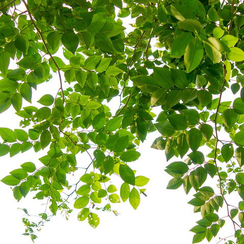 Jobe's árbol robusto en jardín tras uso de clavijas para follaje y color mejorados