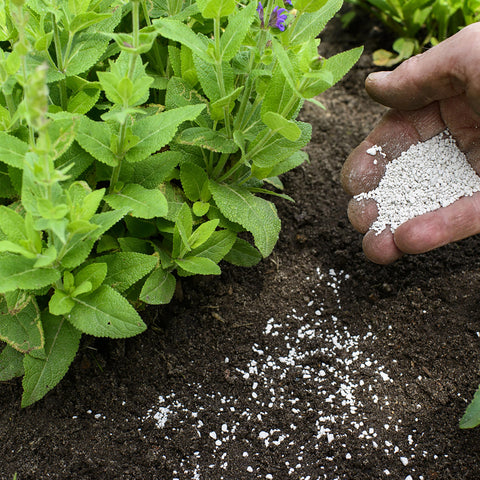 Jobe's Organics usado en maceta mostrando mejora en crecimiento de plantas