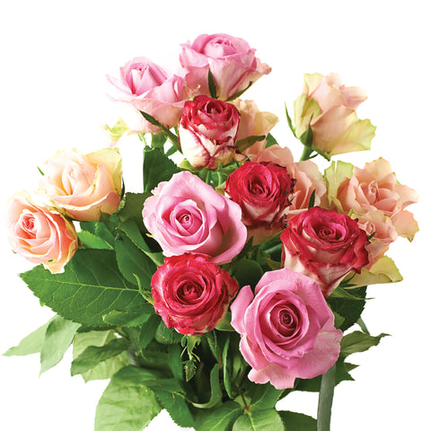 Jobe's Organics en jardín con rosas en flor que mejora color y follaje