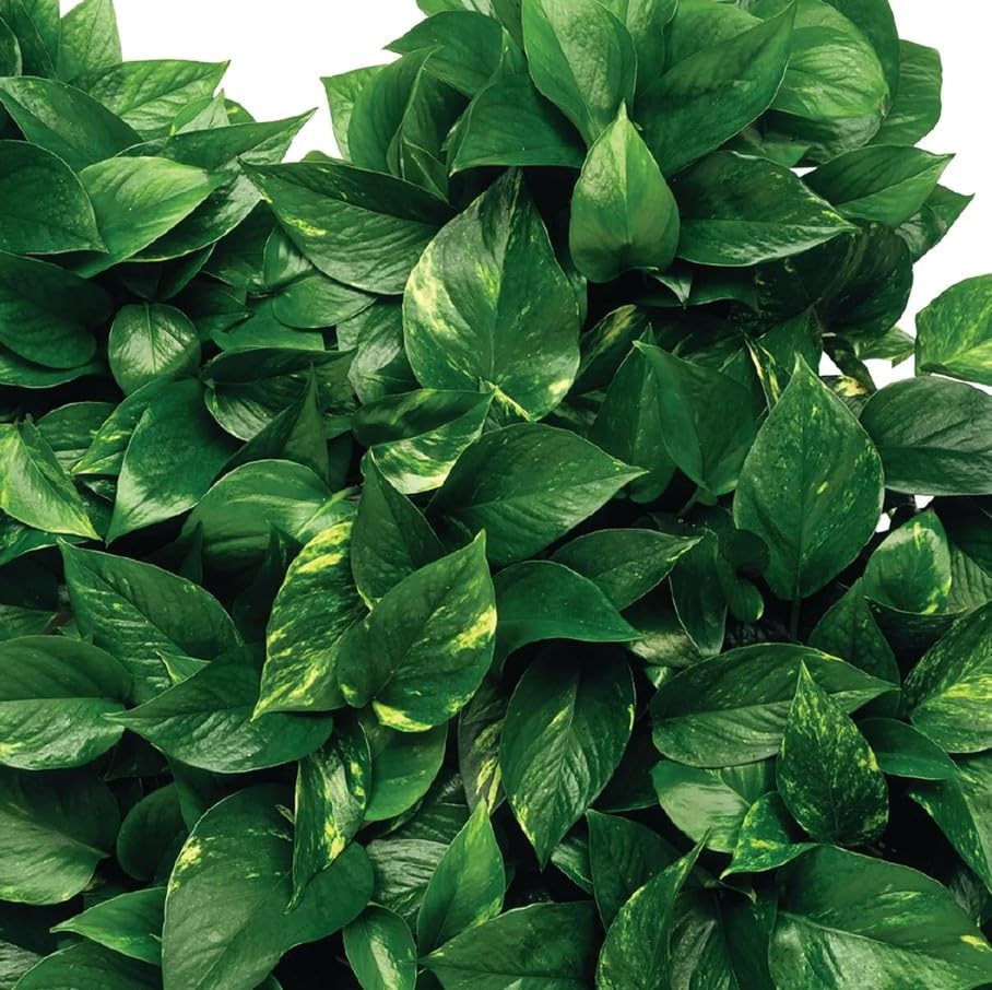 Jobe's ambiente interior con plantas sanas tras uso de las espigas