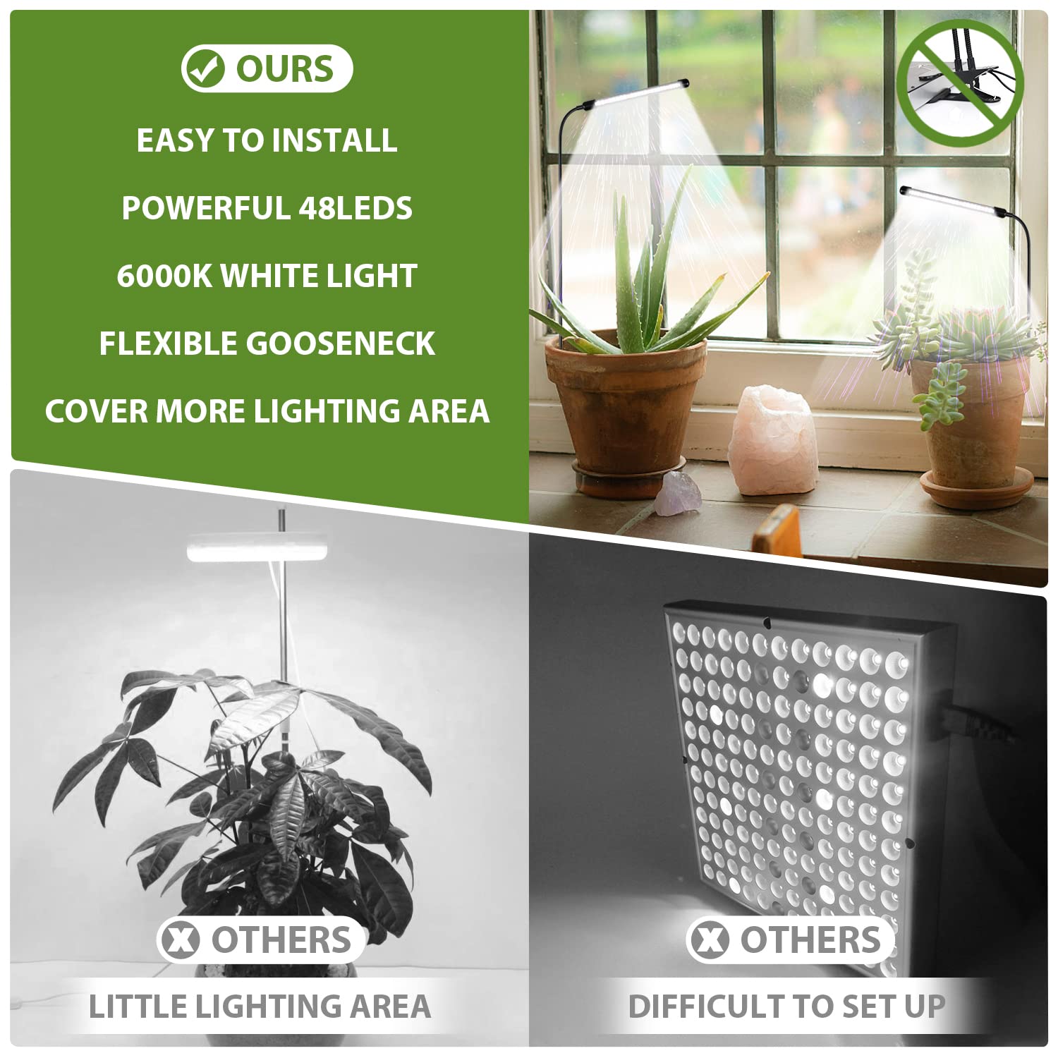 Juhefa suculentas iluminadas por la lámpara realzando crecimiento y color