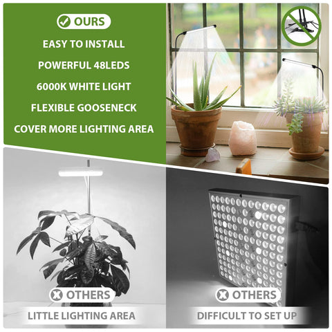 Juhefa suculentas iluminadas por la lámpara realzando crecimiento y color