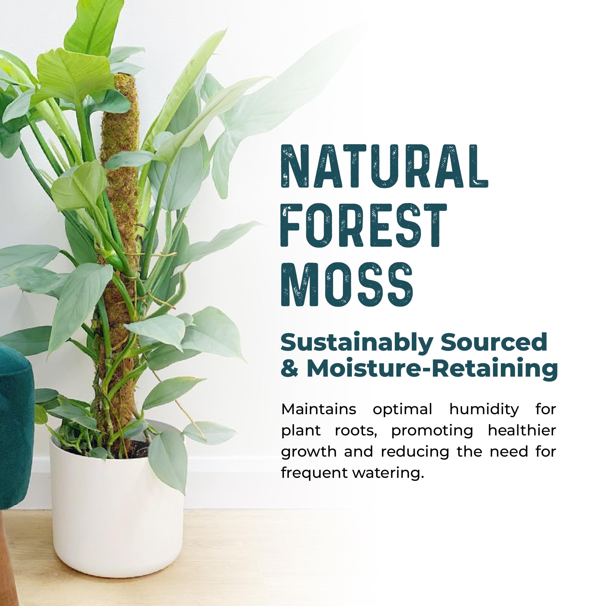 K-Brands poste instalado en maceta con Monstera mostrando crecimiento vertical
