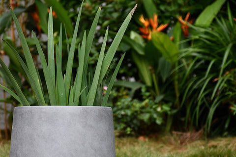 Kante maceta con plantas demostrando capacidad y crecimiento saludable