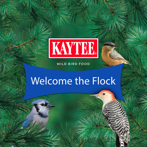 Kaytee en ambiente lifestyle, crea un oasis para aves en casa