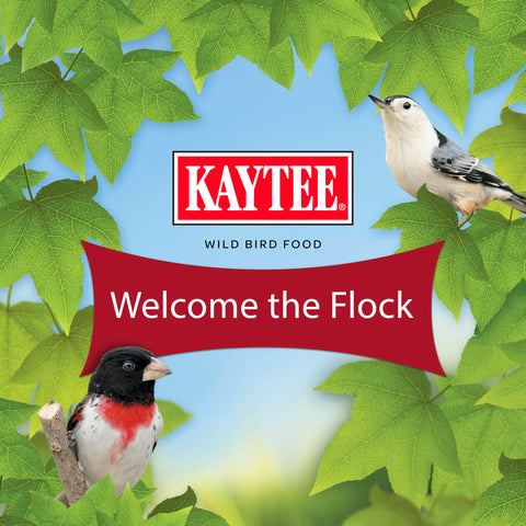 Kaytee ambiente de vida silvestre en patio promoviendo observación