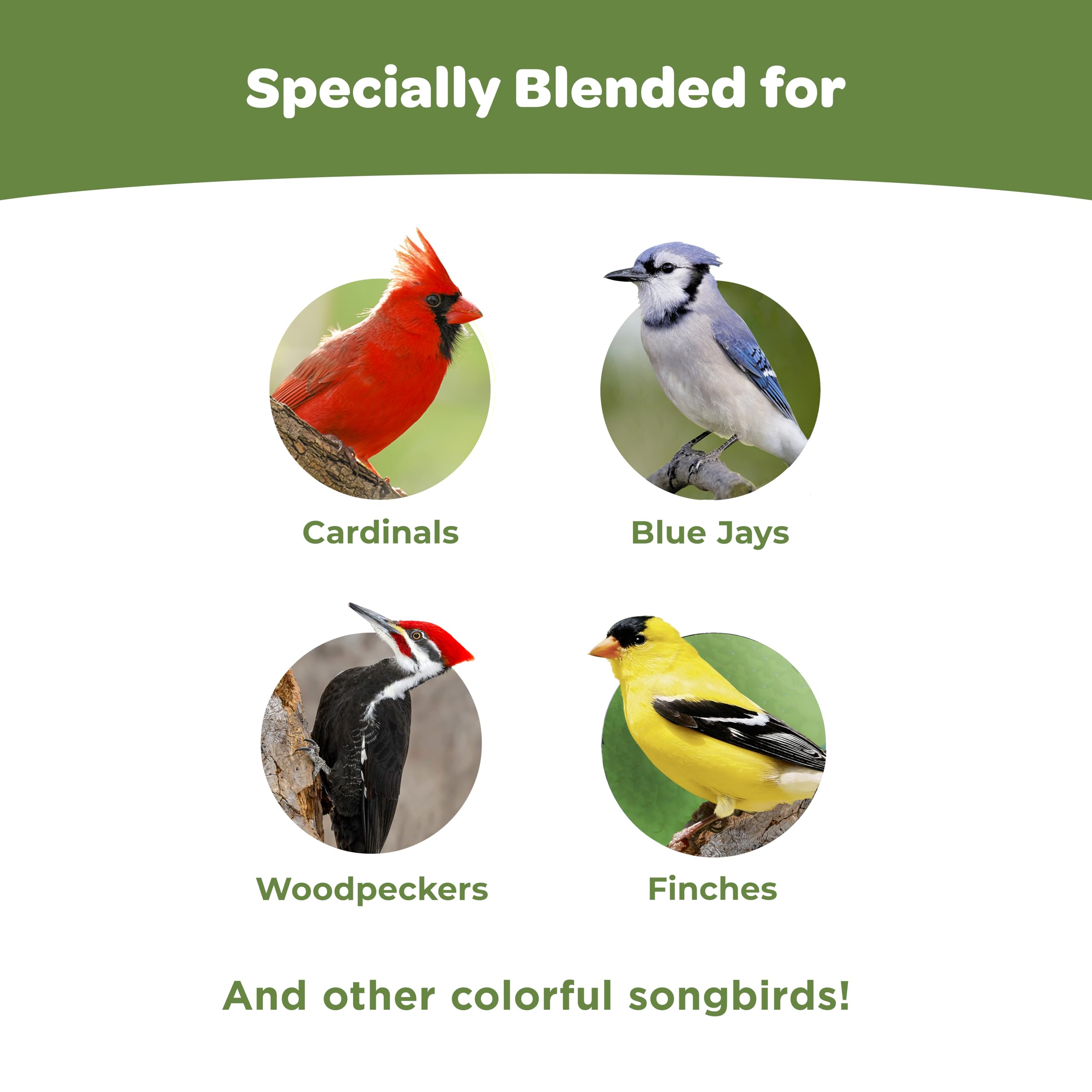 Kaytee mezcla en comedero plataforma, atrae diversidad de aves