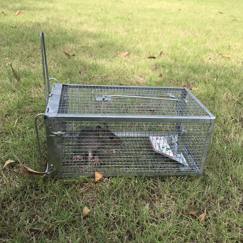 Kensizer trampa colocada en jardín para captura humanitaria y transición