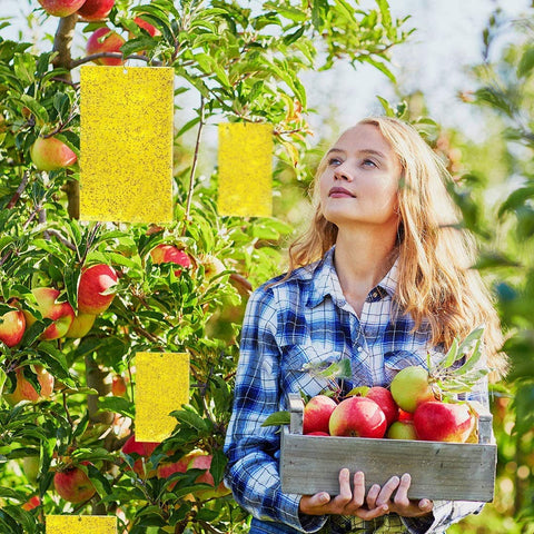 Kensizer trampa cerca de frutero reduce moscas de la fruta en interiores