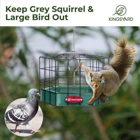 Kingsyard colgado en jardín para observación y disfrute de aves
