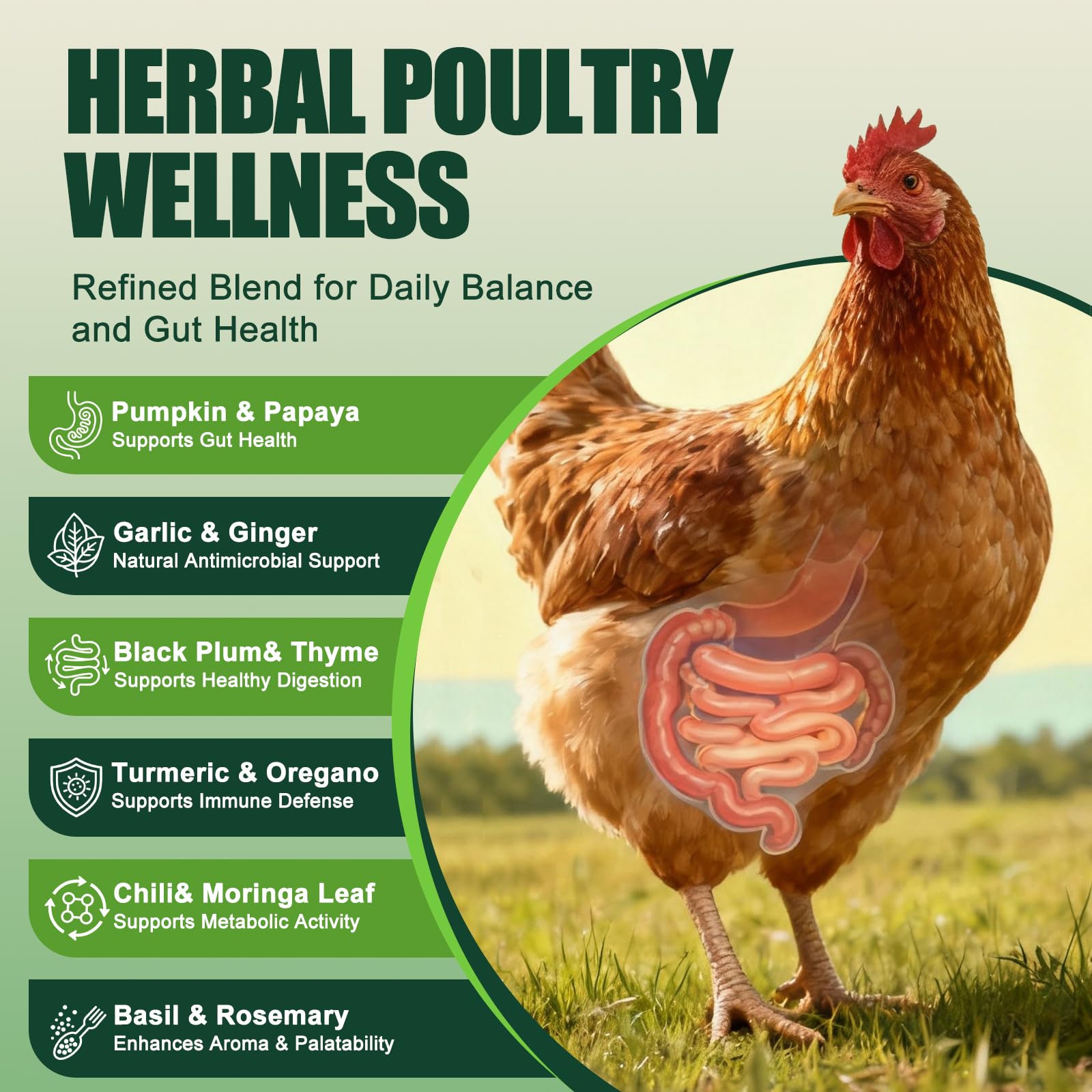 KLUORAN gallina comiendo mezcla con polvo para apoyo digestivo natural
