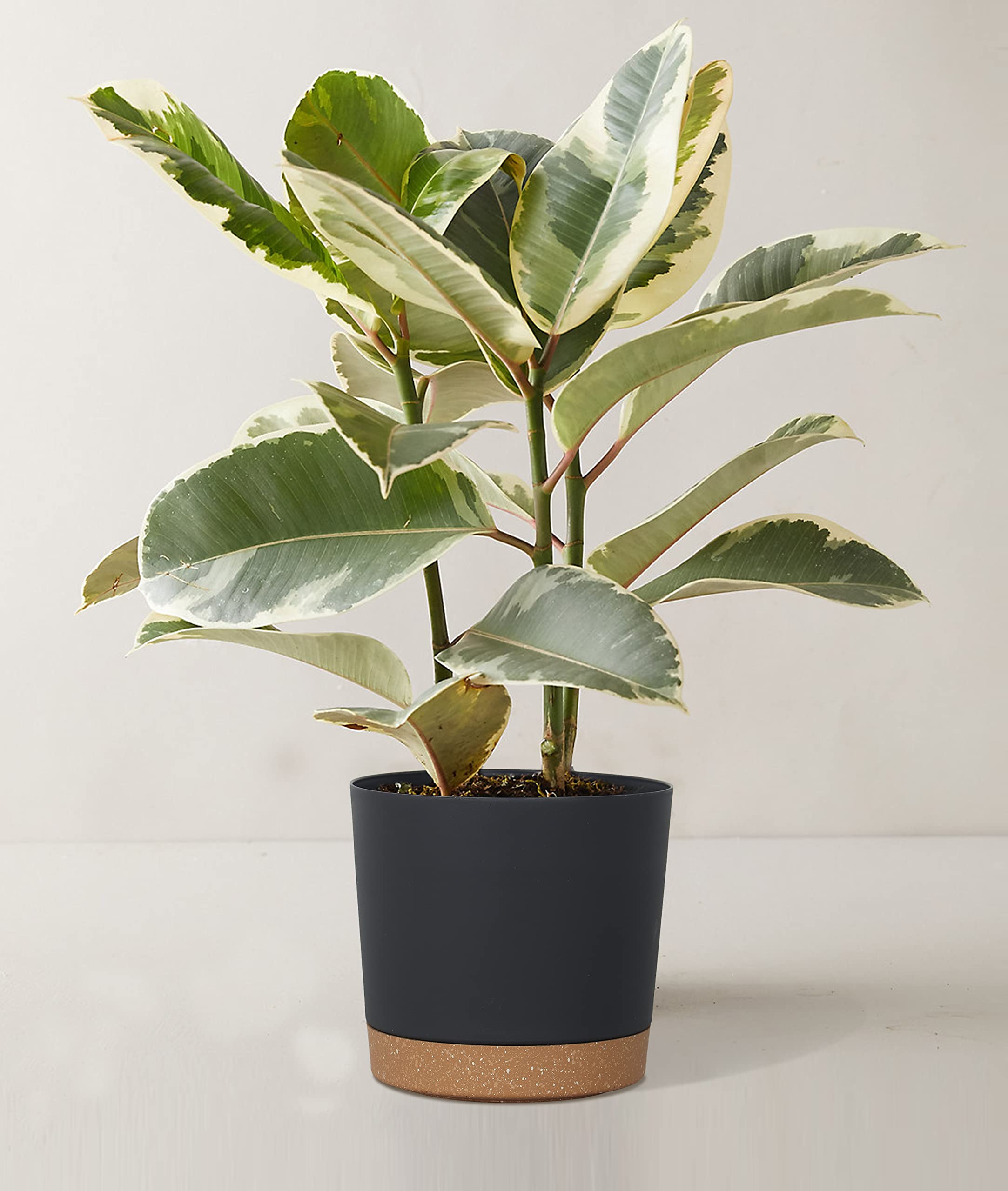 kubvici comparación de tamaño para plantas pequeñas