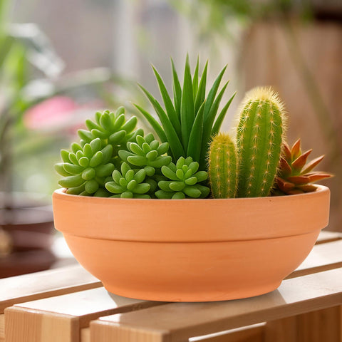 Laerjin comparación de tamaño con mano para visualizar escala y ajuste de plantas