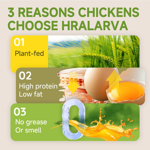 Larvevo larvas siendo ofrecidas a una gallina como complemento proteico