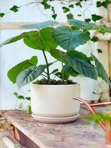 LE TAUCI maceta en sala moderna con planta, aporta estilo y frescura