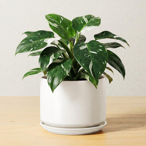 LE TAUCI vista frontal de maceta blanca, diseño estable y decorativo