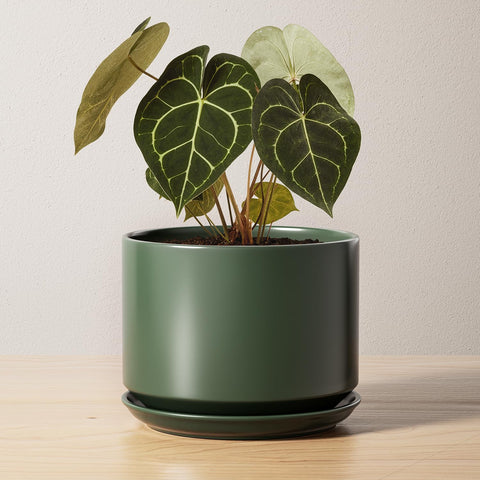 LE TAUCI maceta frontal verde bosque mostrando forma y acabado, moderna y elegante