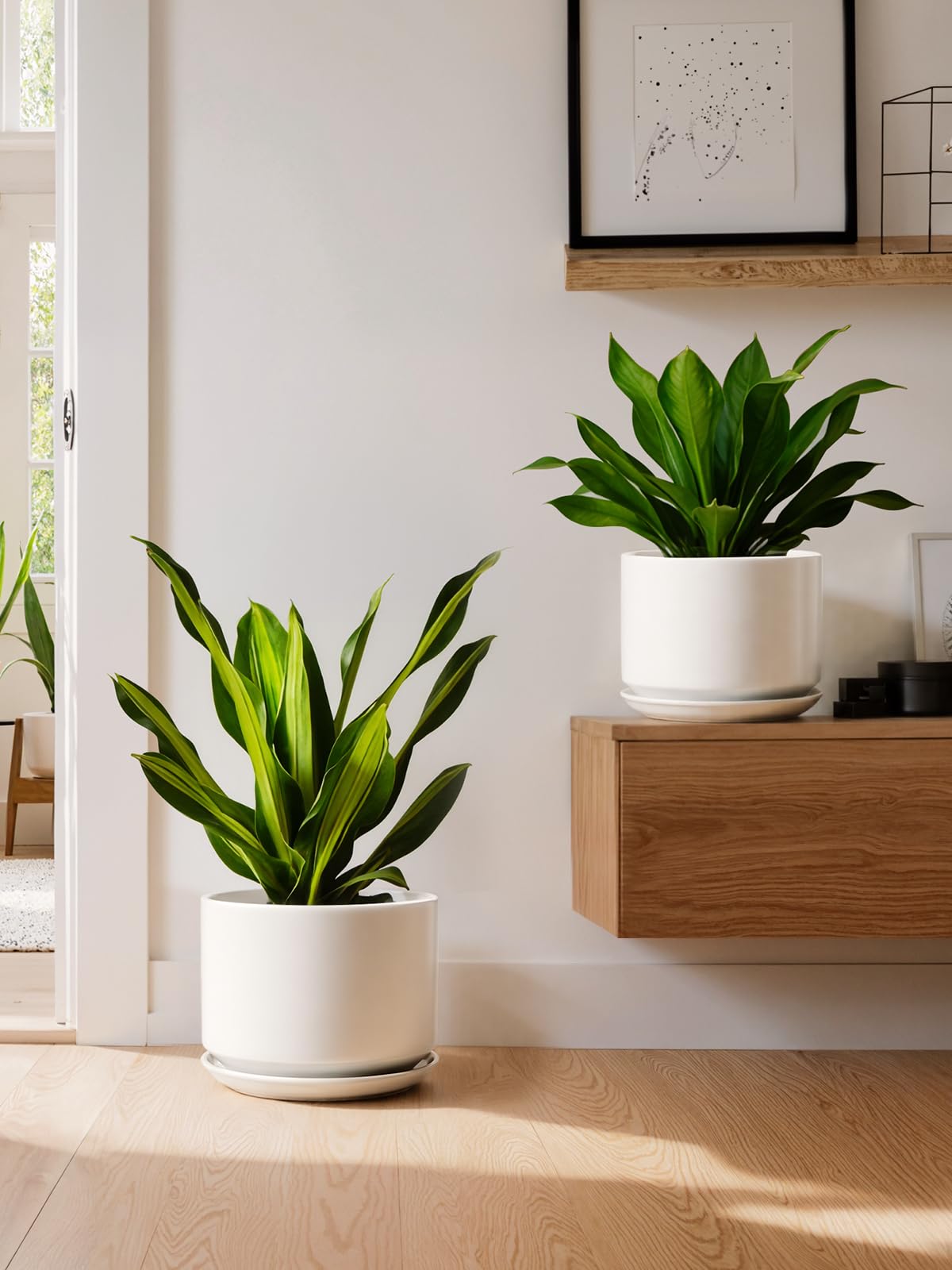 LE TAUCI maceta con sansevieria optimizando uso para plantas medianas